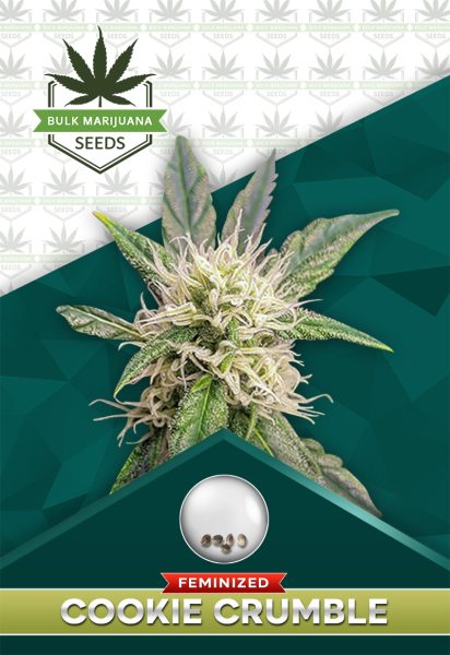 Cookie Crumble Strain Feminized