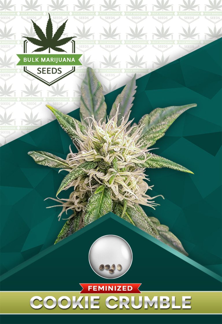 Cookie Crumble Strain Feminized