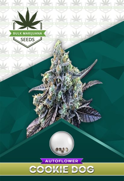 Cookie Dog Strain Autoflowering