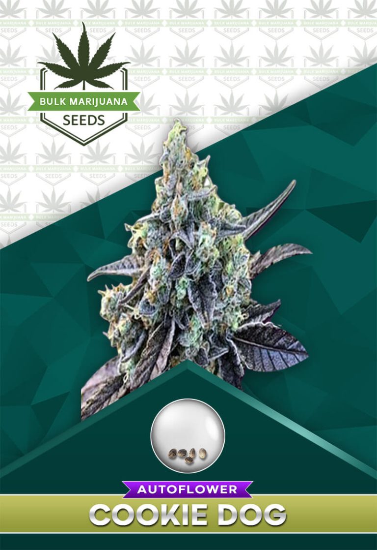 Cookie Dog Strain Autoflowering