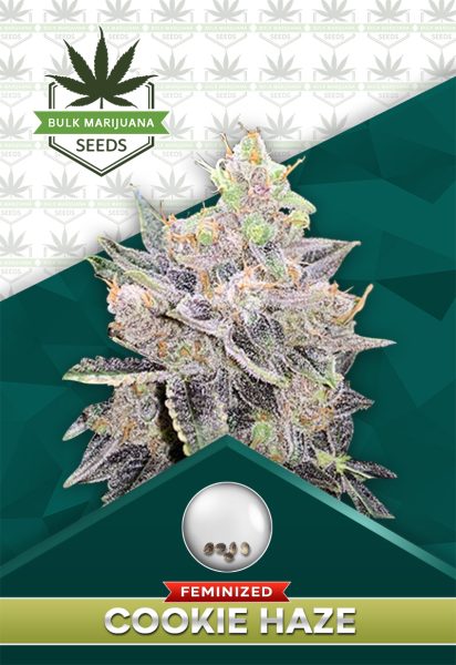 Cookie Haze Feminized