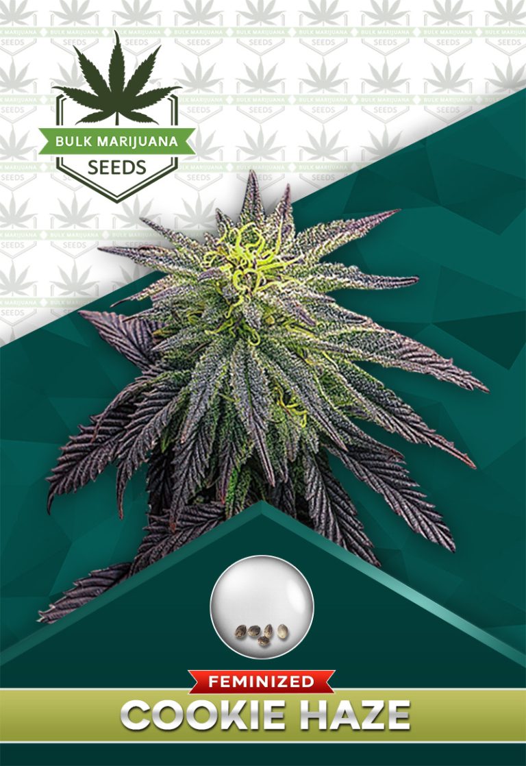Cookie Monster Strain Feminized