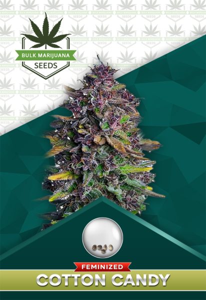 Cotton Candy Strain Feminized