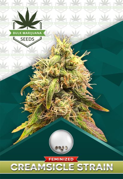 Creamsicle Feminized