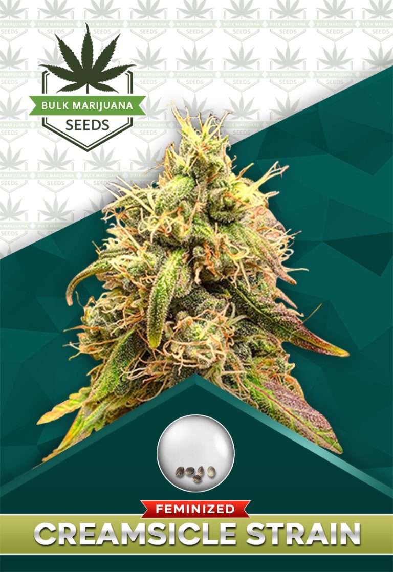 Creamsicle Feminized