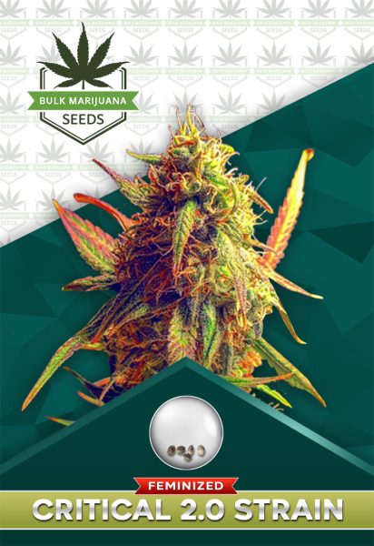 Critical 2.0 Strain Feminized