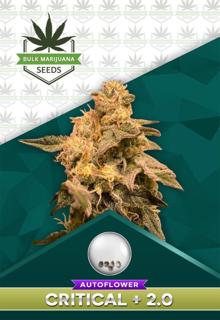 Critical + 2.0 Strain Autoflower