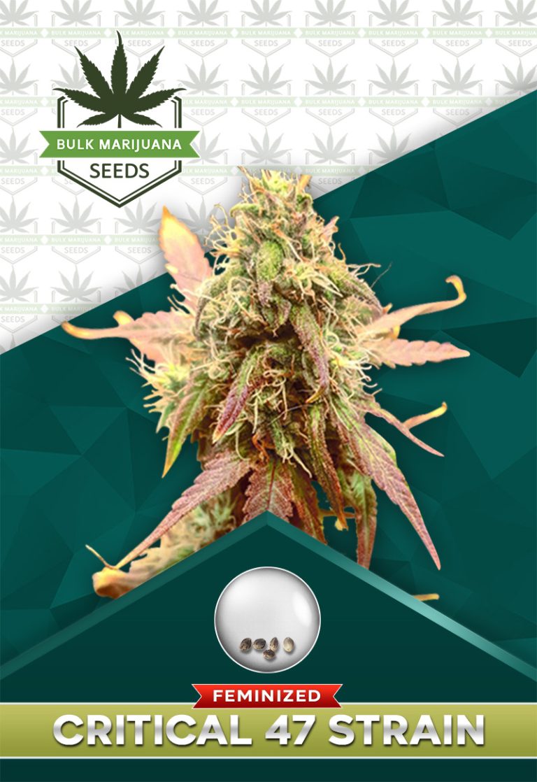 Critical 47 Strain Feminized