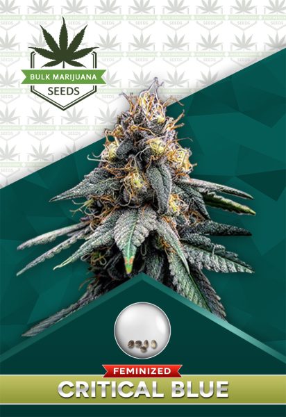 Critical Blue Strain Feminized