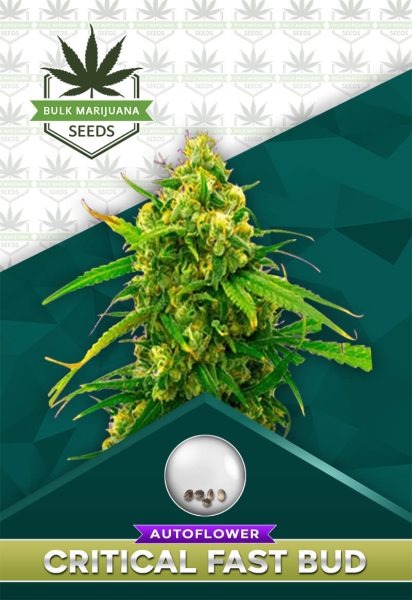 Critical Fast Bud Strain Autoflower
