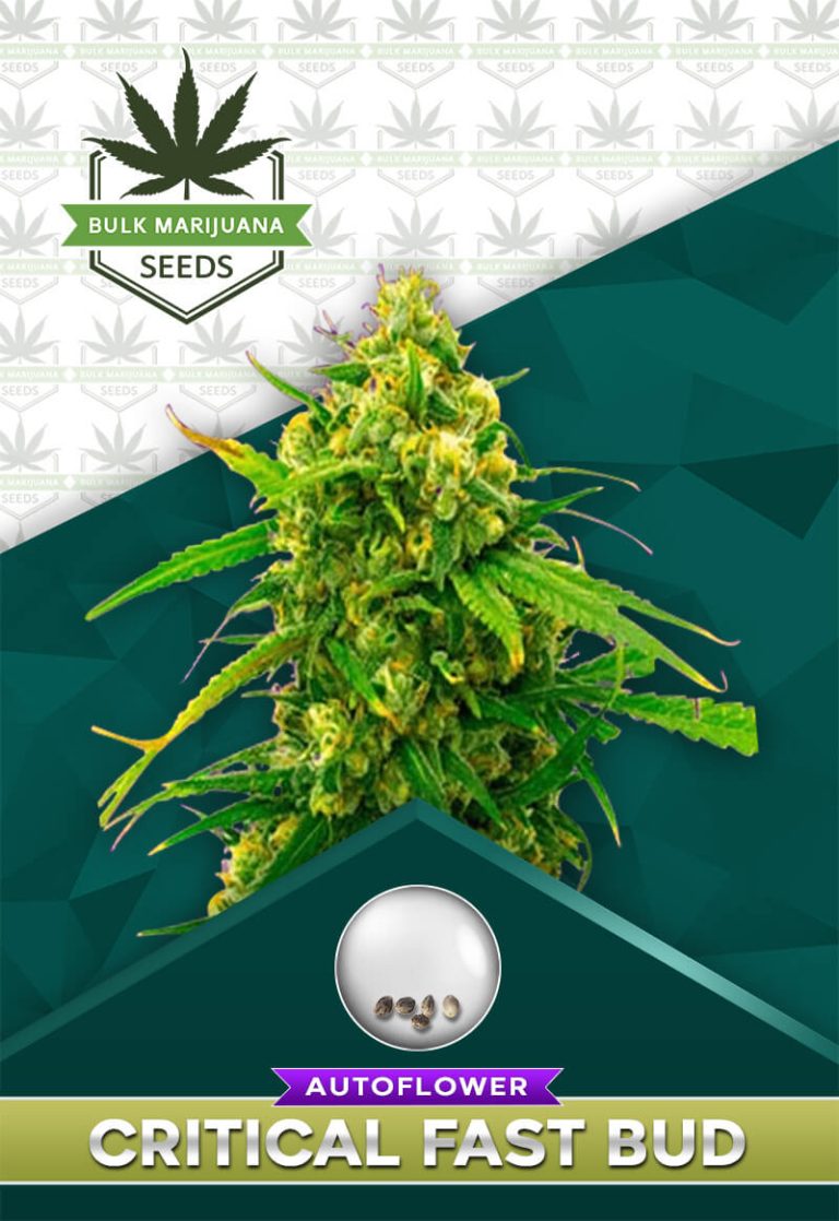 Critical Fast Bud Strain Autoflower