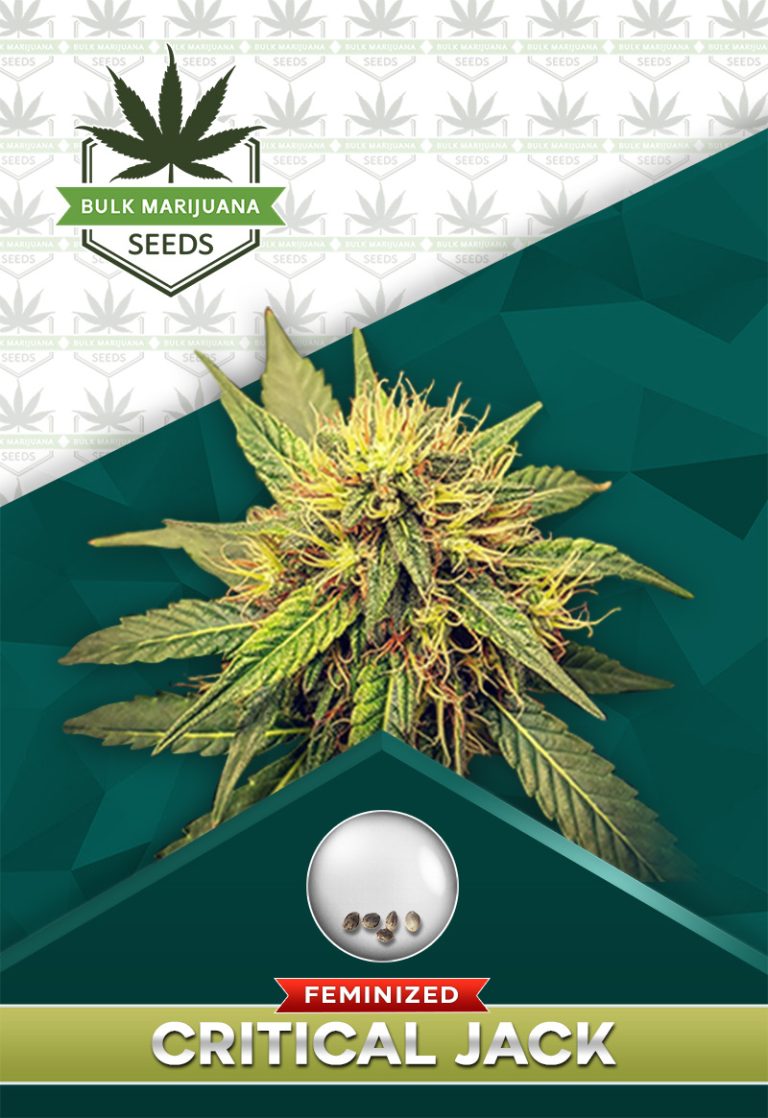 Critical Jack Strain Feminized
