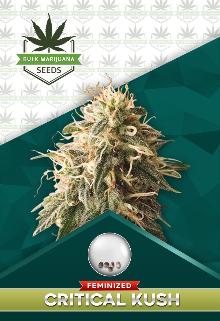 Critical Kush Feminized