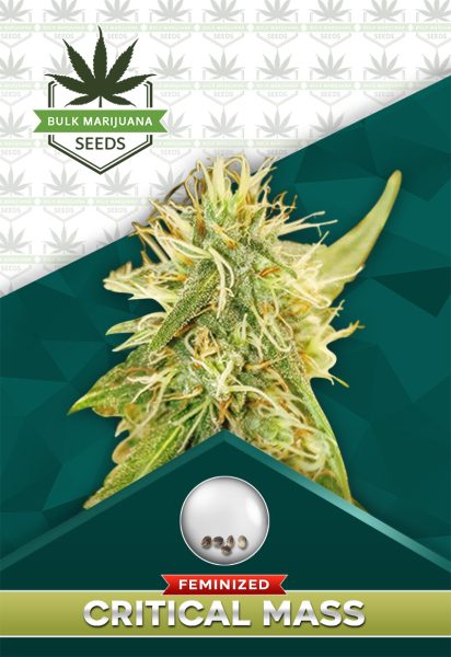 Critical Mass Strain Feminized