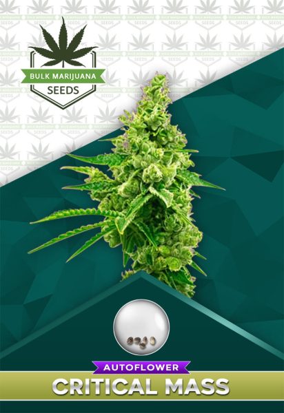 Critical Mass Strain Autoflower
