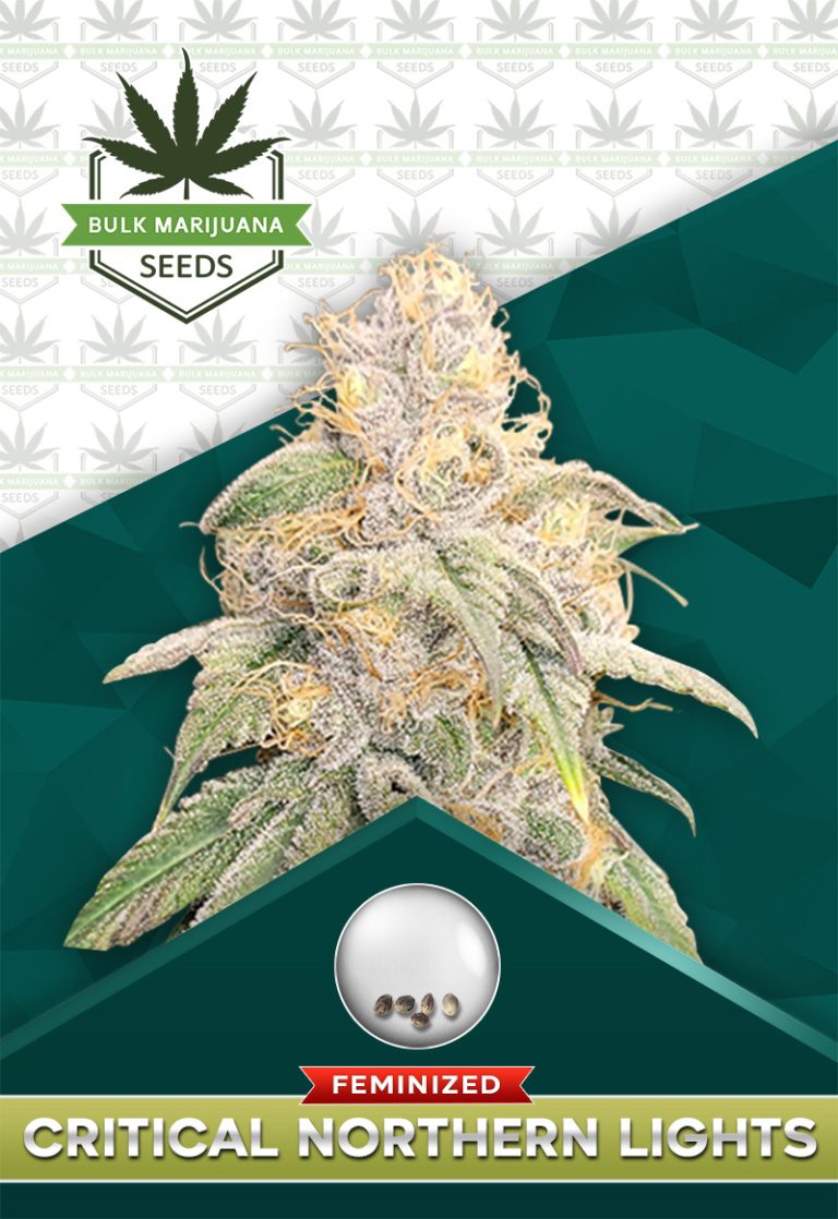 Critical Northern Lights Strain Feminized