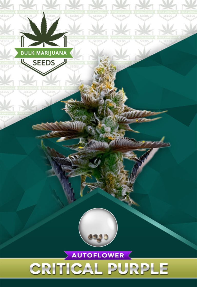 Critical Purple Strain Autoflower