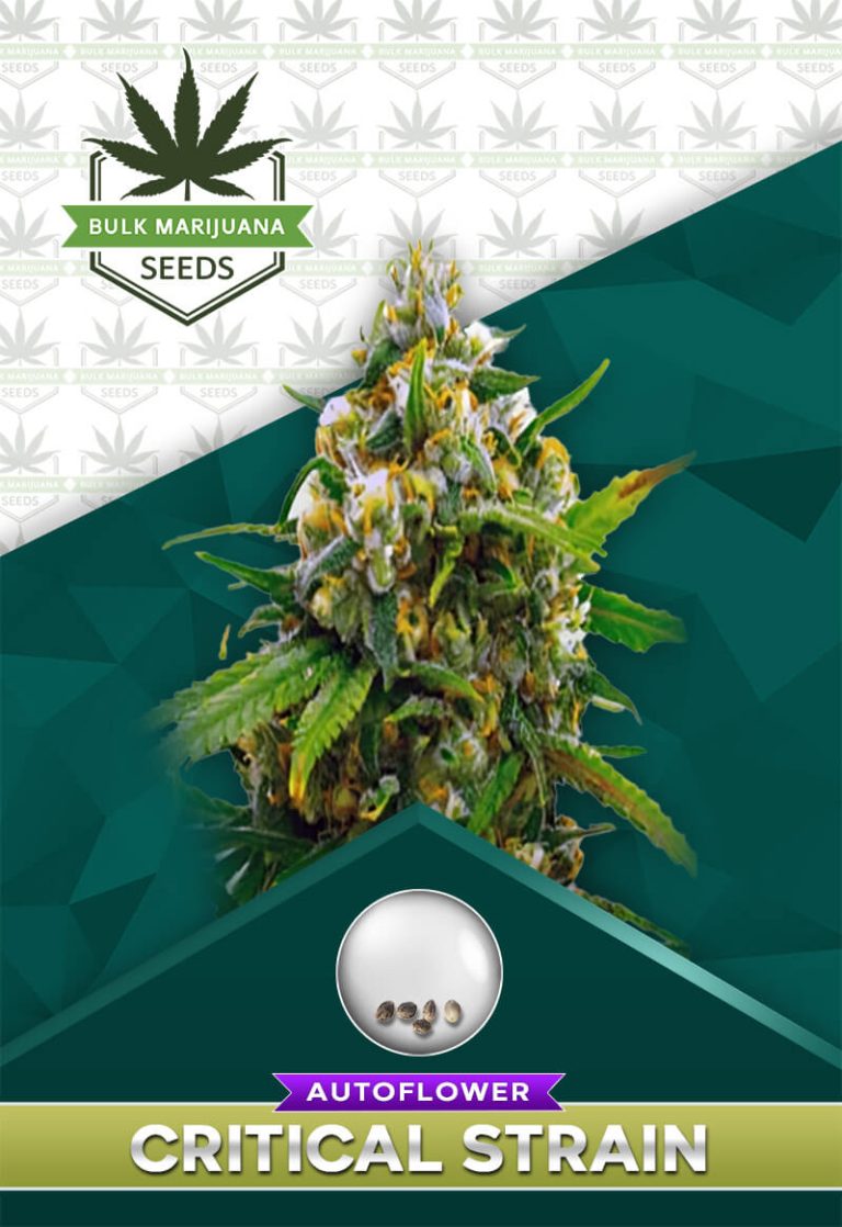 Critical Strain Autoflower