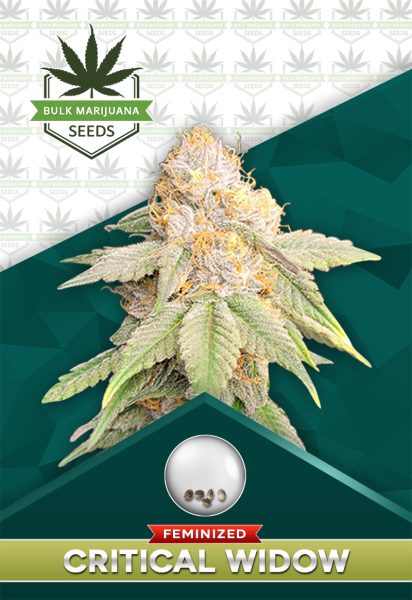 Critical Widow Strain Feminized