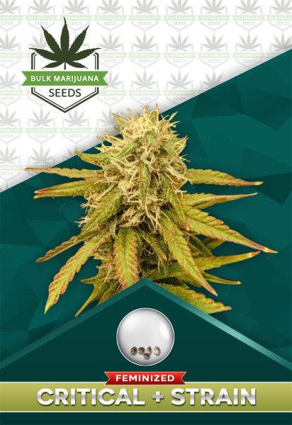 Critical + Strain Feminized