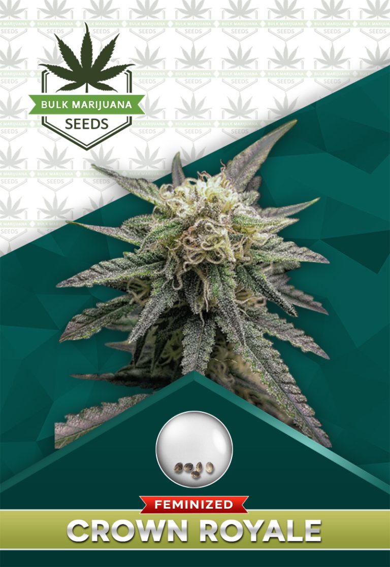 Crown Royale Strain Feminized