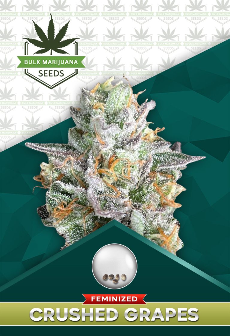 Crushed Grapes Strain Feminized