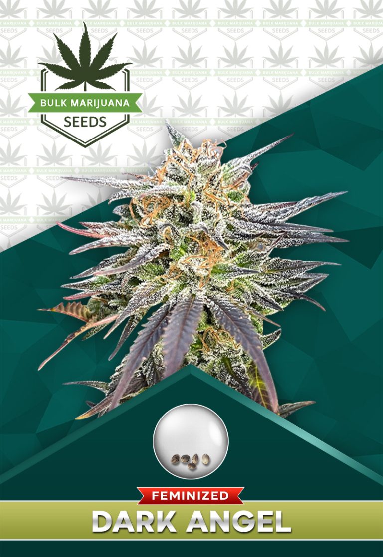 Dark Angel Strain Feminized