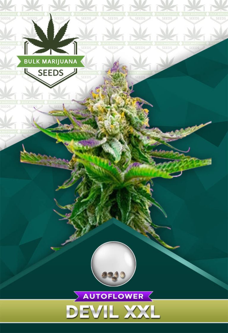 Devil XXL Strain Autoflowering