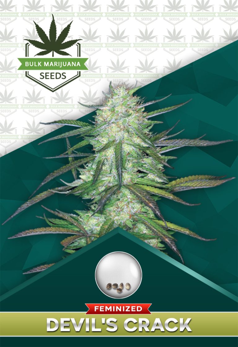 Devils Crack Strain Feminized