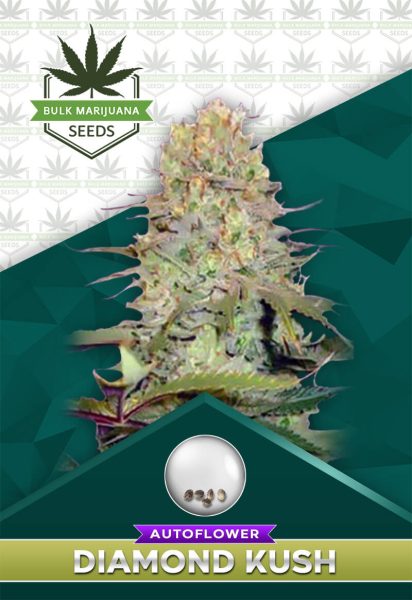 Diamond Kush Autoflowering