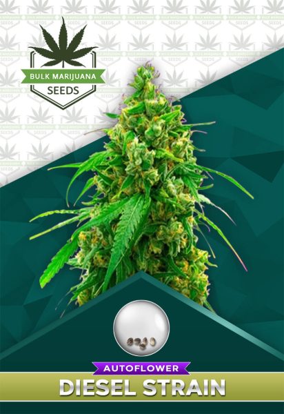 Diesel Strain Autoflower