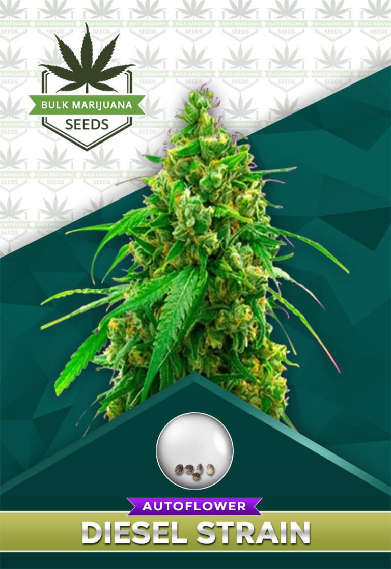 Diesel Strain Autoflower
