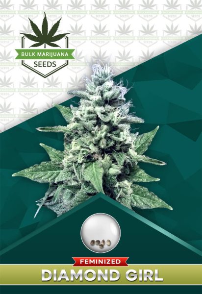Do-si-Dos Strain Feminized