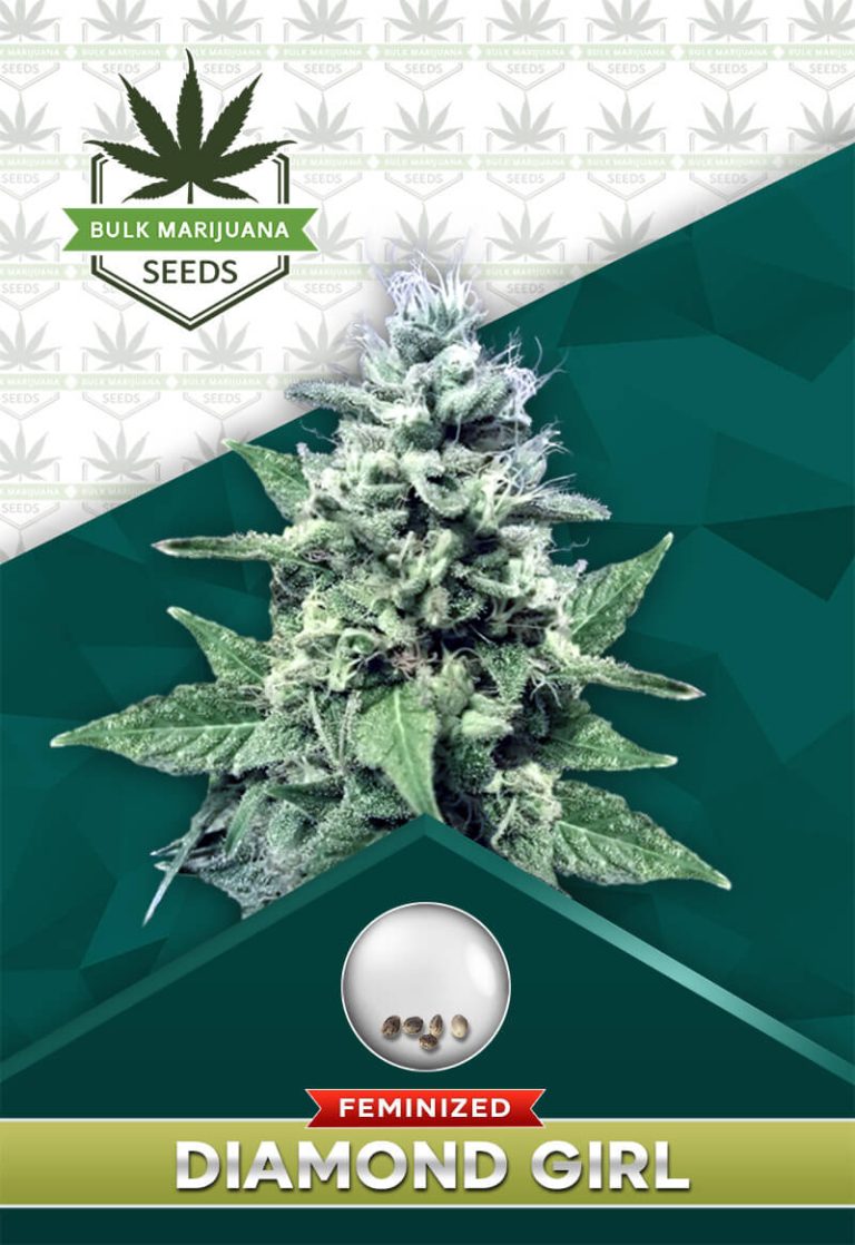 Do-si-Dos Strain Feminized