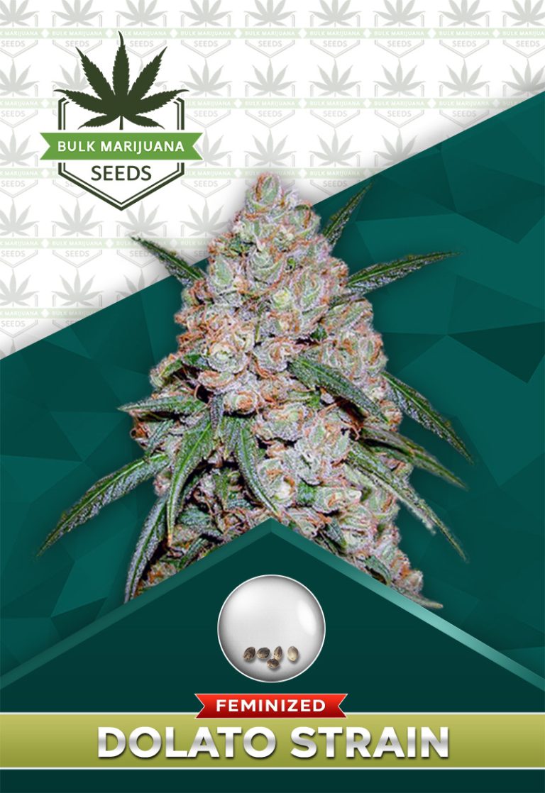 Dolato Strain Feminized