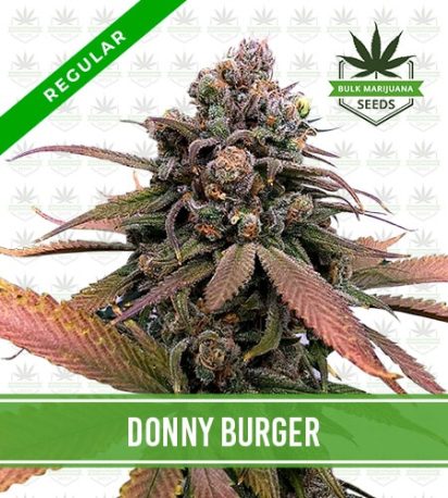 Donny Burger Strain Regular
