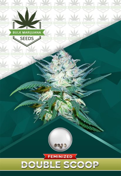 Double-Scoop Strain Feminized