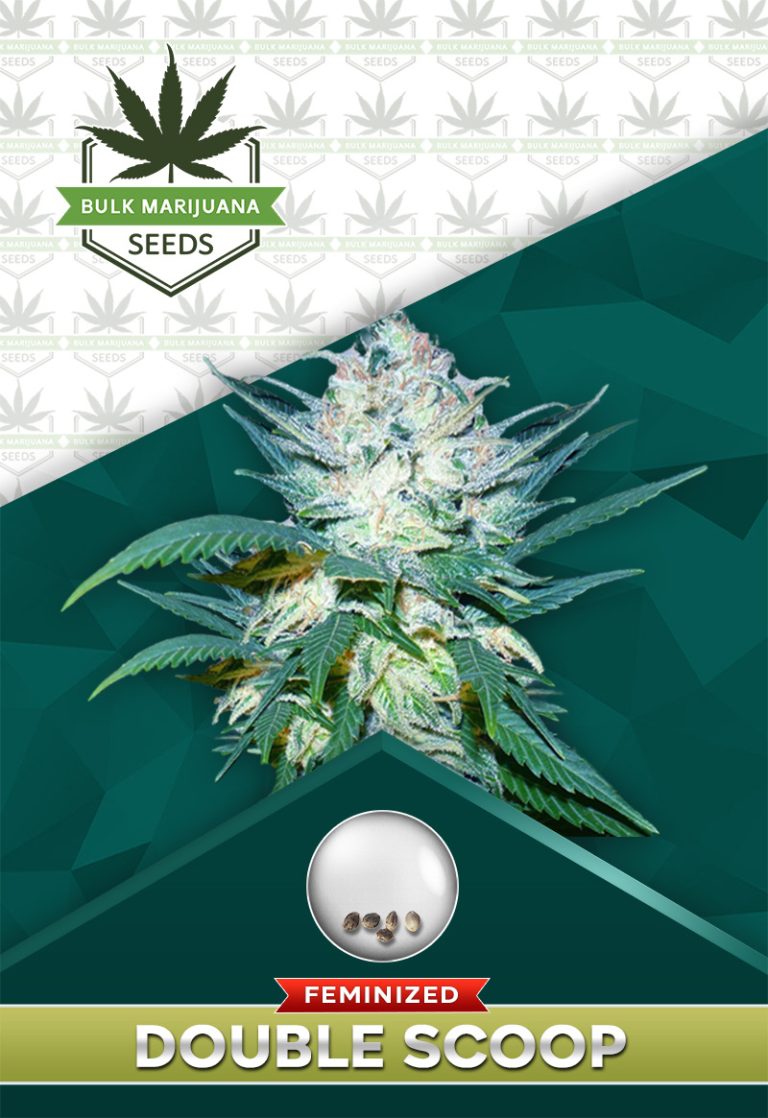 Double-Scoop Strain Feminized