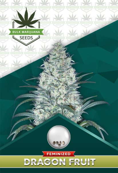 Dragon Fruit Strain Feminized