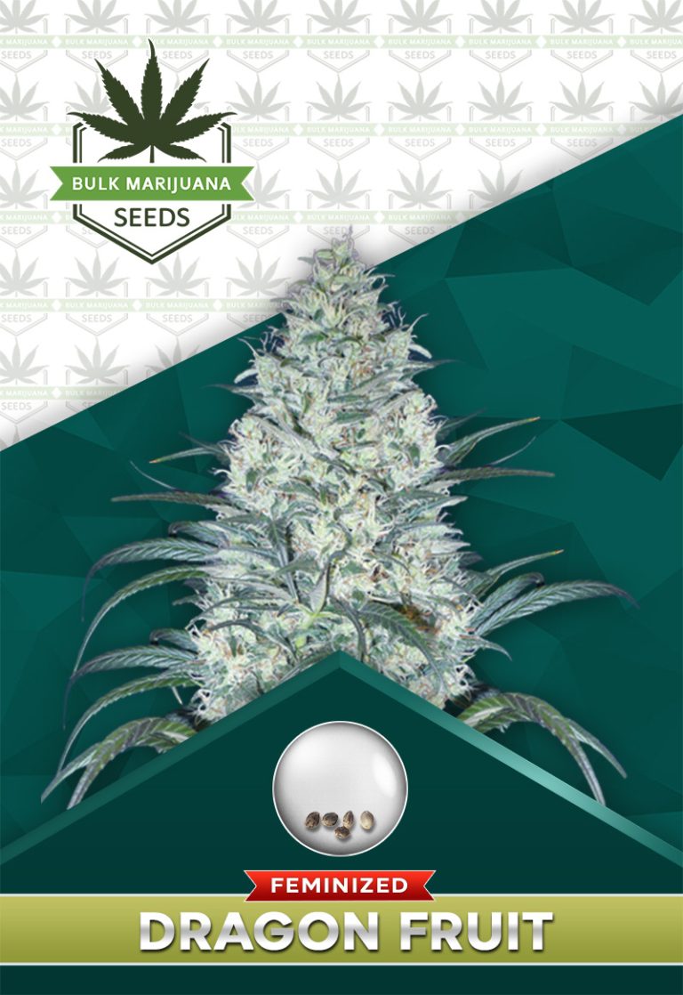 Dragon Fruit Strain Feminized