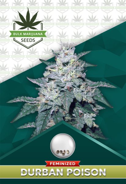 Durban Poison Strain Feminized
