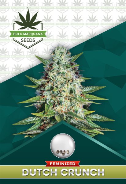 Dutch Crunch Strain Feminized