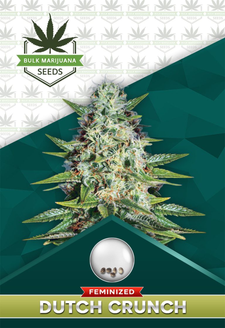 Dutch Crunch Strain Feminized