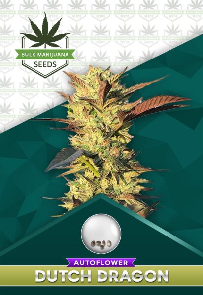 Dutch Dragon Strain Autoflowering