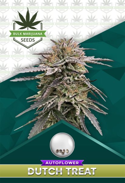 Dutch Treat Strain Autoflower