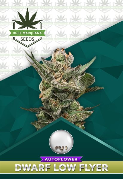 Dwarf Low Flyer Strain Autoflower