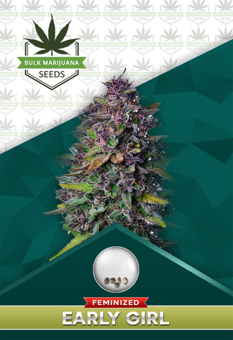 Early Girl Strain Feminized