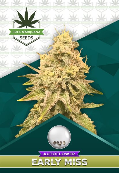 Early Miss Strain Autoflower