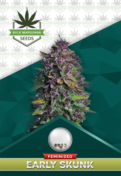 Early Skunk Strain Feminized