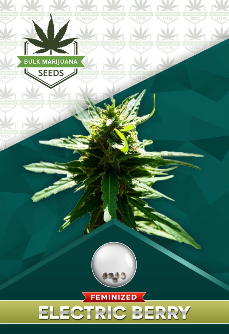 Electric Berry Strain Feminized